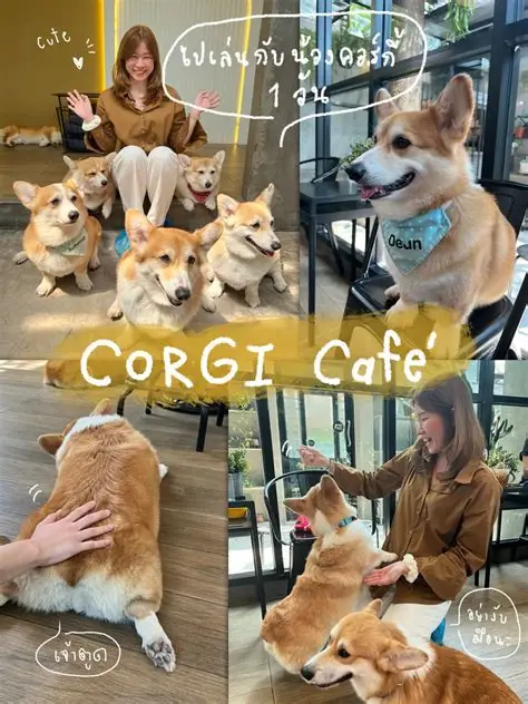 Cafe Doggy, Tempat Menikmati Kuliner Bersama Anjing